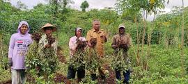 PRODUKSI KACANG TANAH MENINGKAT, KARENA KEBUTUHAN AIR TERCUKUPI
